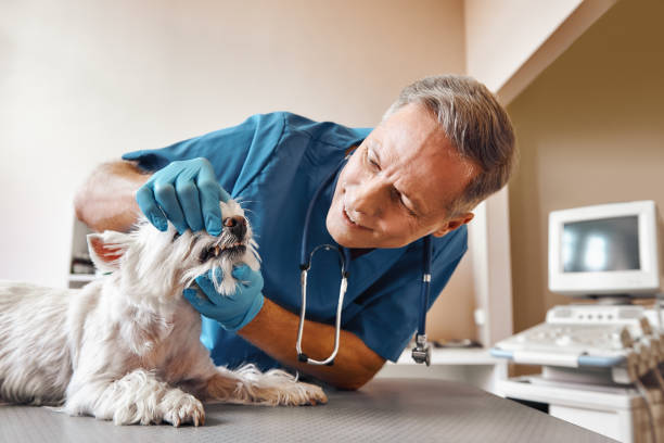 Best Weekend Emergency Dentist in Smith Mills, MA